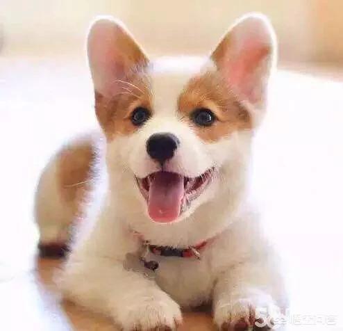 柯基犬图片:养狗为什么最好不要选择柯基犬？