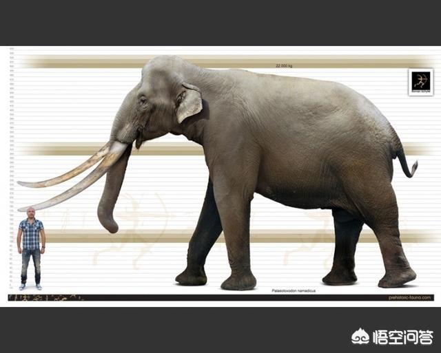普鲁斯鳄:为什么以前（侏罗纪）的动物体型普遍那么大只，现在却很小？