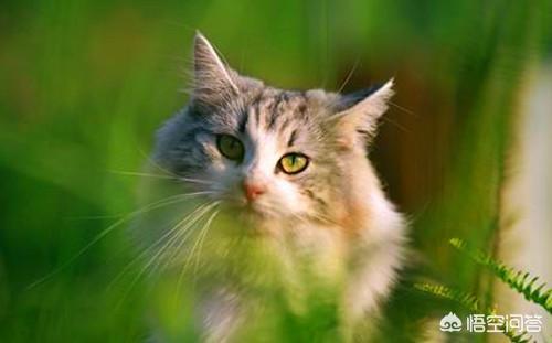 三文鱼边角料做猫饭:猫猫掉毛多吗？大家都是怎么处理的，有没有什么建议？