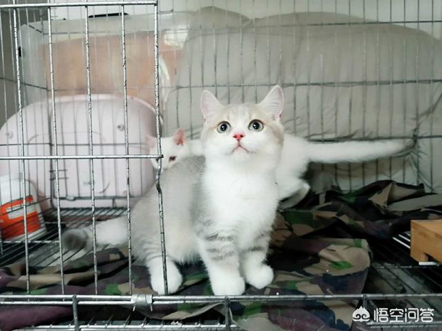 闷猫:哪些养猫行为，其实是在让猫承受痛苦？