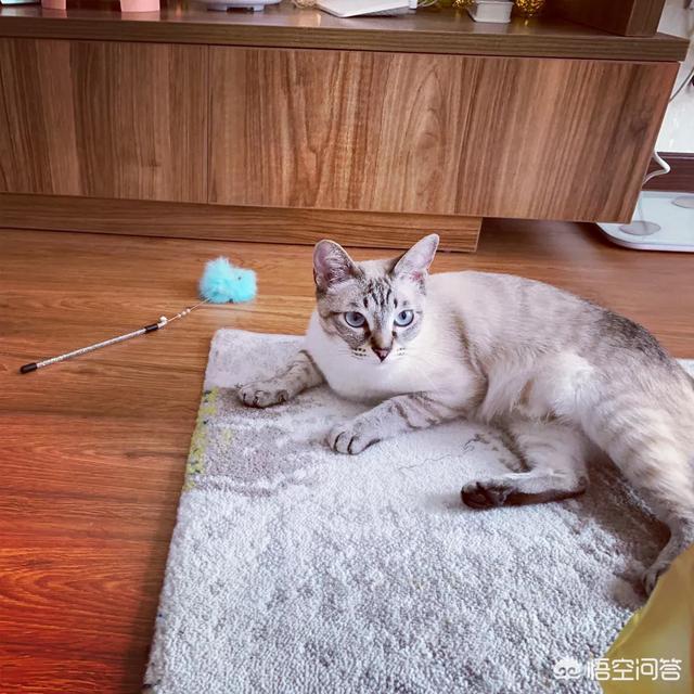 在狗民商城买的这个饮水器:为什么养猫成本那么高了？