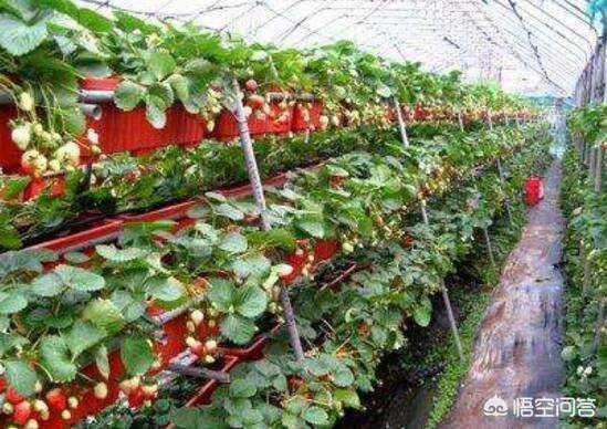 现在东北农村种植草莓，做网销，可行吗？投资多少？