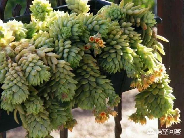 多肉植物栽培:网购多肉植物如何处理？如何种植？