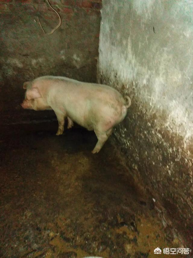 种植粮食饲养动物:是用饲料喂猪好还是用粮食喂猪好？对此你有什么看法？