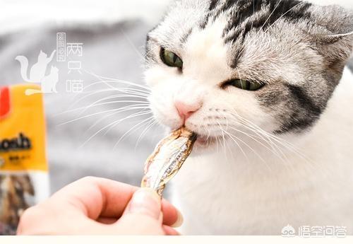 公猫和母猫的区别图:猫咪更喜欢男生还是女生？