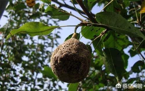 梨锈壁虱:梨树和苹果树叶子上的虫用什么药治理？