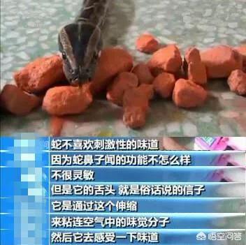 家养大鹅的祖先:为什么农村里养的一些鹅爱追着人跑是什么原因