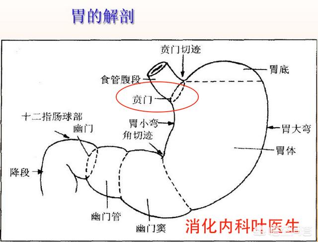 胃镜怎么做的过程:做胃镜真的对身体有伤害吗，多久做一次胃镜合适？