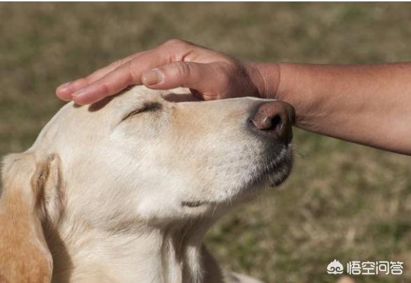 海藻粉颜色:拉布拉多犬的鼻子为什么会褪色变粉？