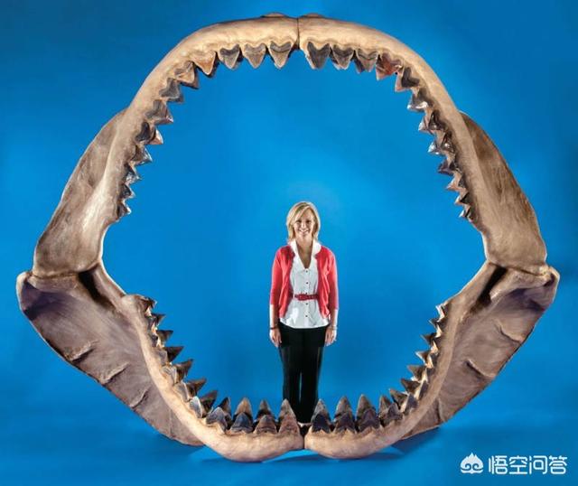 巨齿鲨vs食人鱼图片:巨齿鲨有天敌吗?都有哪些天敌？