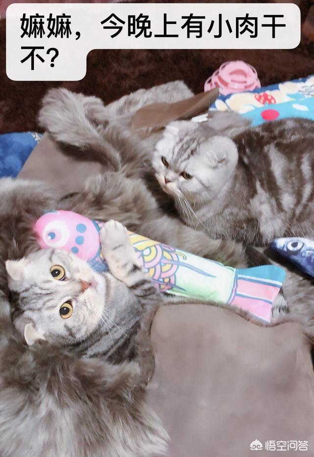 我们家猫咪快要生了，跟前跟后的一直望着我叫，给猫粮也不吃了。是什么原因？插图28