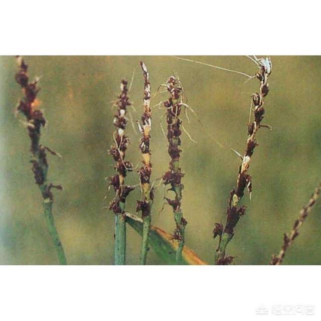 小麦种植过程中秆黑粉病的症状有哪些种植户该如何预防