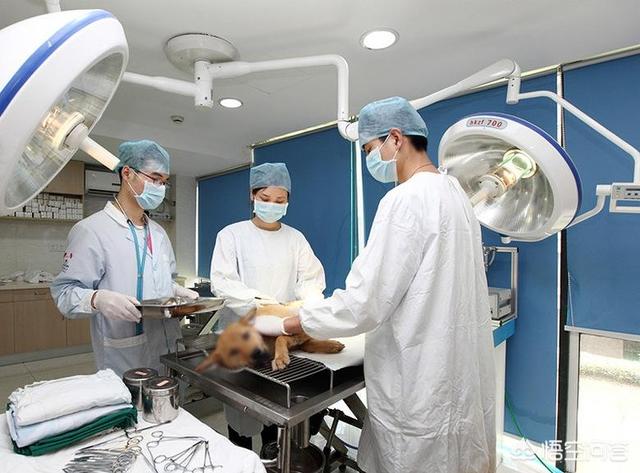 中国宠物医师网下载:30岁了，很迷茫。想开宠物医院，哪里有学的？