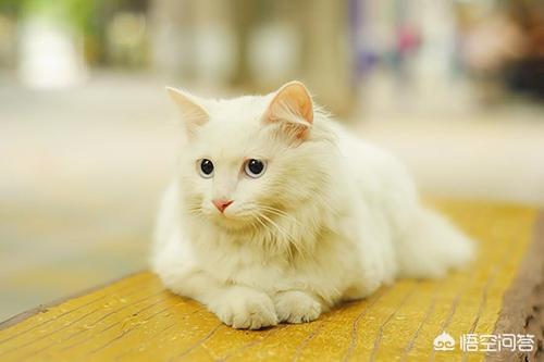 猫咪尿频:临清狮猫尿频尿急会自己好吗？