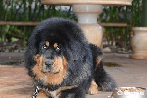 藏獒成火锅食材 网易:藏獒为什么会尿急，藏獒尿急吃什么好？