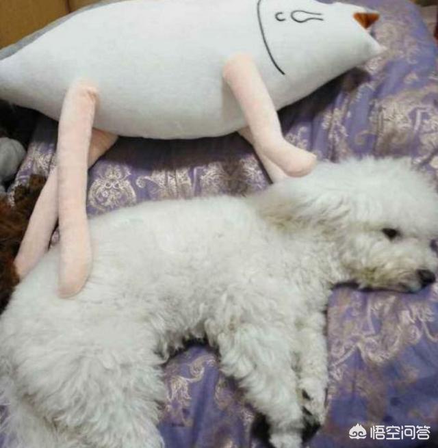 比熊图片:饲养比熊犬，有什么事情是主人要做好的呢？