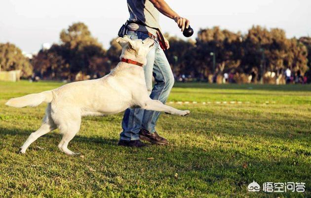 拉不拉多狗怎么训练:训练拉布拉多犬的时候，要注意什么？