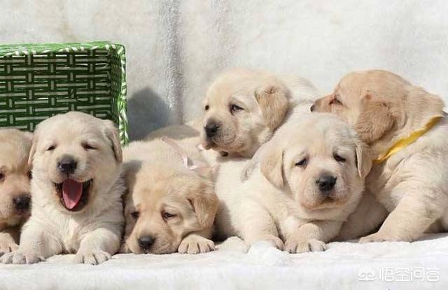 拉布拉多犬训练方法:训练拉布拉多犬的时候，要注意什么？