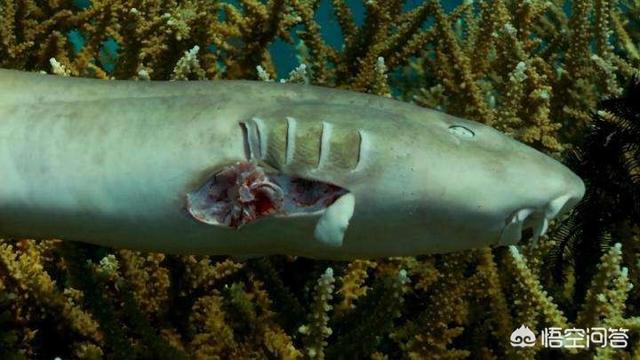 深海皱鳃鲨骨骸:鲨鱼被割了鱼翅还能活吗？