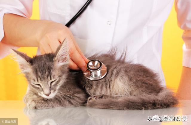 婴儿猫癣初期症状图片:猫藓一直不好怎么办，猫藓可以点白醋吗？