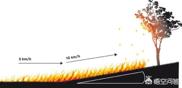 世界森林双倍扩大会怎样，为什么山火会时速达到80公里