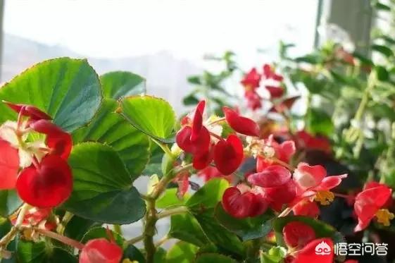 四季海棠茎腐病怎么治:四季海棠扦插后一直不生根是怎么回事儿？