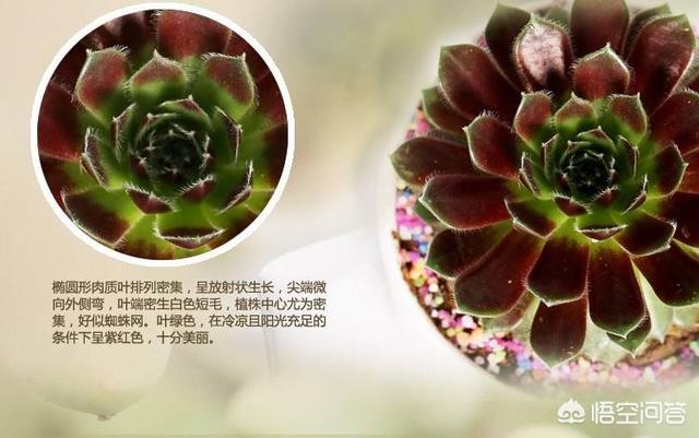紫牡丹是长生草属吗:请问芍药和牡丹几月种植最佳？