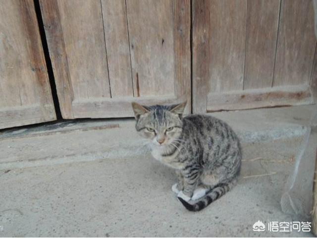 赶猫:如何在不伤害猫的前提下驱赶它？