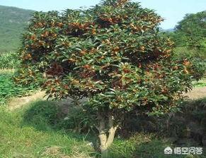 桂花树的风水禁忌,农村院子里种桂花树怎么样？