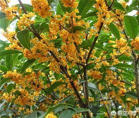 桂花树的风水禁忌,农村院子里种桂花树怎么样？