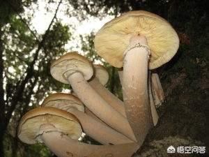 亥伯龙树:地球历史上最大的生物是什么