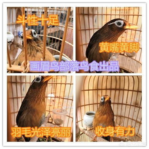 雏画眉鸟的饲养视频:刚刚到家的画眉鸟，有什么需要注意的地方吗？
