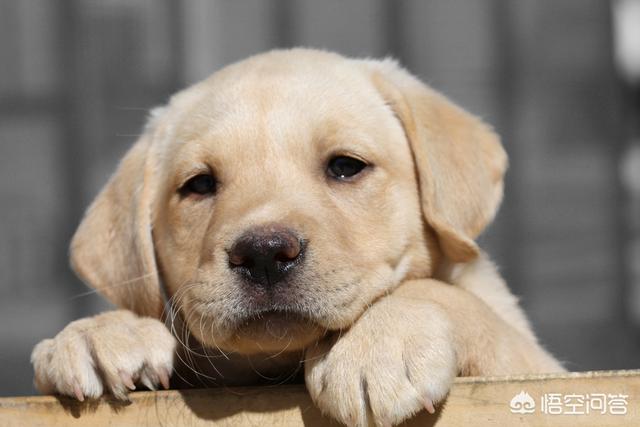 拉布拉多犬介绍及图片:拉布拉多犬从出生到老年期，该如何照顾？ 拉布拉多犬图片 幼犬