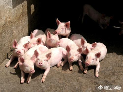 猪鼠年大瘟疫预言:去年部分地方出现了瘟疫，今年猪价走势会如何？