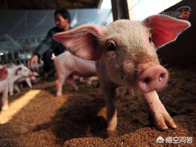猪鼠年大瘟疫预言:去年部分地方出现了瘟疫，今年猪价走势会如何？
