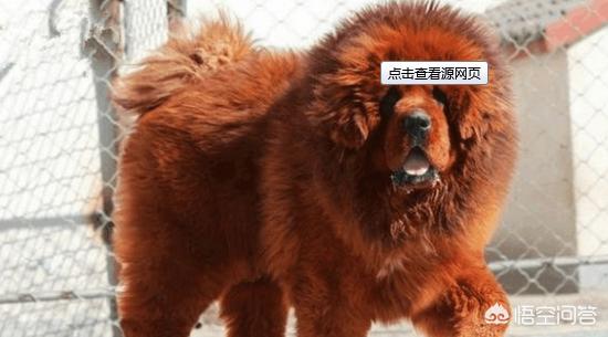 藏獒皮肤病能治好吗:金毛犬皮肤病怎么治？用什么药？