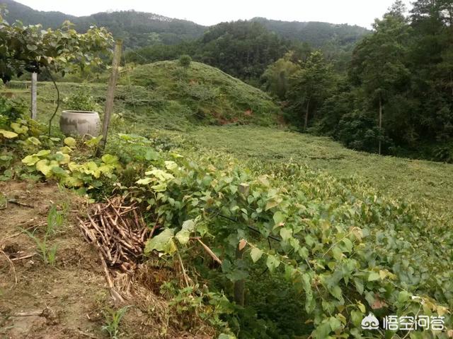国家扶持的养殖项目有哪些?农村养殖业什么最赚钱？