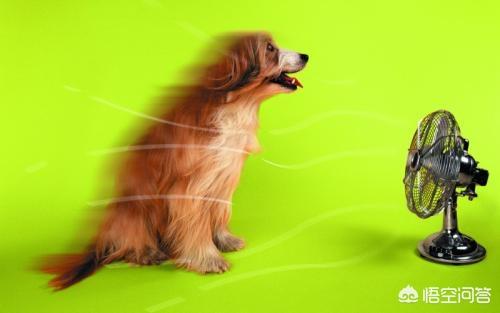 狗狗生病时打疫苗:刚带回家的狗狗什么时候打疫苗？
