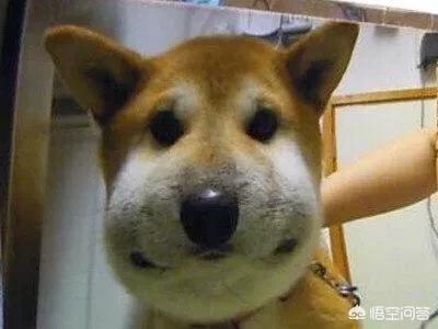 中国土狗凶猛吗:中华田园犬的野性有多强？为什么？ 土狗图片 凶猛