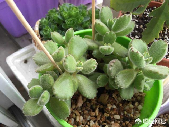 多肉熊童子好养不:为啥我的熊童子每年夏天都会死光呢？