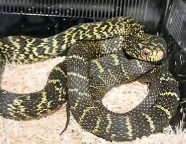 玉米锦蛇有剧毒吗，常见的十大无毒的蛇分别有哪些？