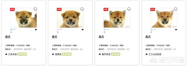 日本俊介君是什么狗:俊介君是什么品种的狗 柴犬和土狗的区别是什么？