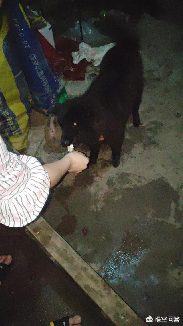 怎么样预防犬细小:马犬的细小怎么预防 除了给小狗打疫苗，还怎么预防细小呢？
