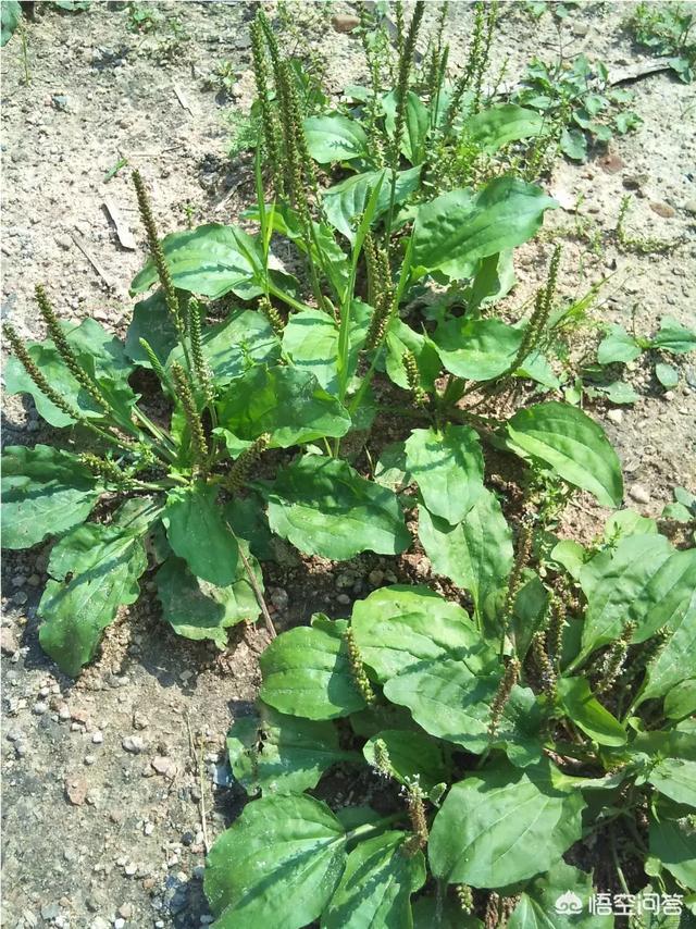 补肾的植物有哪些，黑芝麻和黑豆哪个营养补肾好