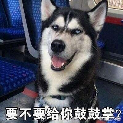 哈士奇图片搞笑:二哈有哪些搞笑的图片表情？