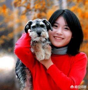 不打理的雪纳瑞图片:雪纳瑞不吃狗粮应该怎么办呢？