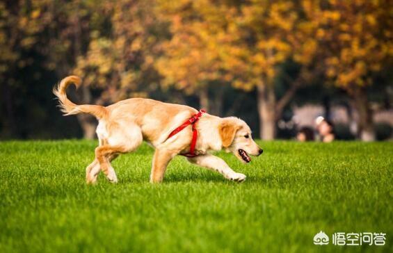 2020金毛犬吧:饲养金毛犬时，那些雷区不能踩？