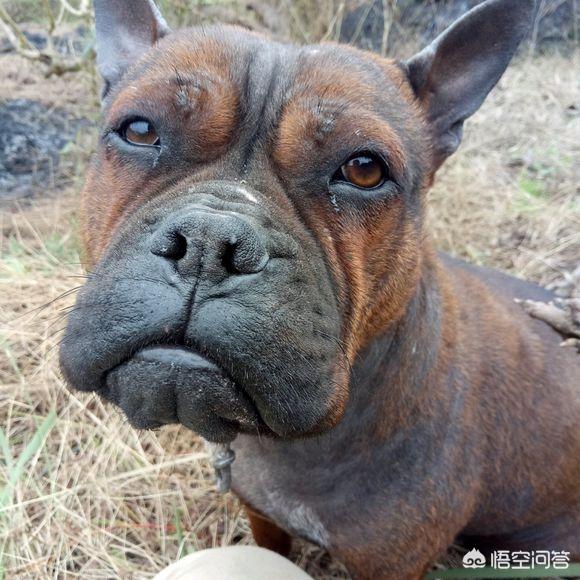 法国斗牛犬图片 虎斑:如何区分波士顿梗和法国斗牛犬？ 法国斗牛犬虎斑色