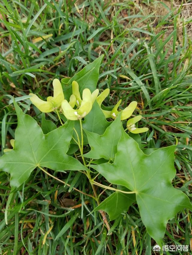 元宝枫图片:种植元宝枫和五角枫哪个有前景？