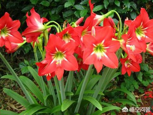 黄紫雨:养朱顶红，新手最容易犯的错误是什么